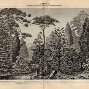 CONIFERS PINALES PRINT Antique Engraving from 1896