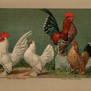May include: An antique print featuring four chickens. Two white roosters with red combs and fluffy feathers stand on the left. A red and brown rooster with a black tail stands on a stone. A brown hen with a black tail is on the right.