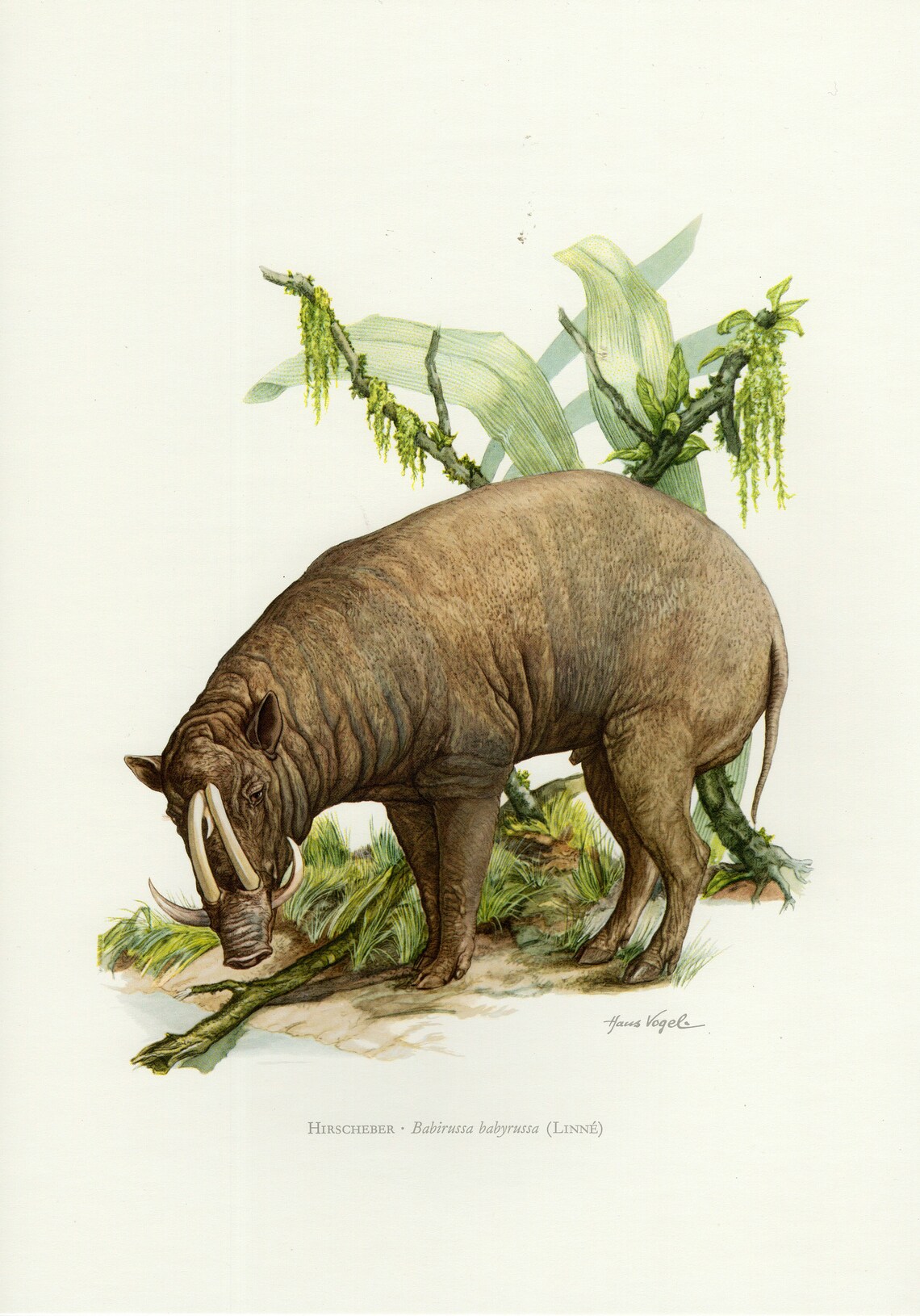 BURU BABIRUSA vintage lithograph from 1974 image 0