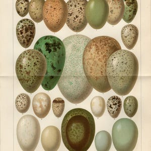 EGGs of BIRDS PRINT Antique lithograph from 1903