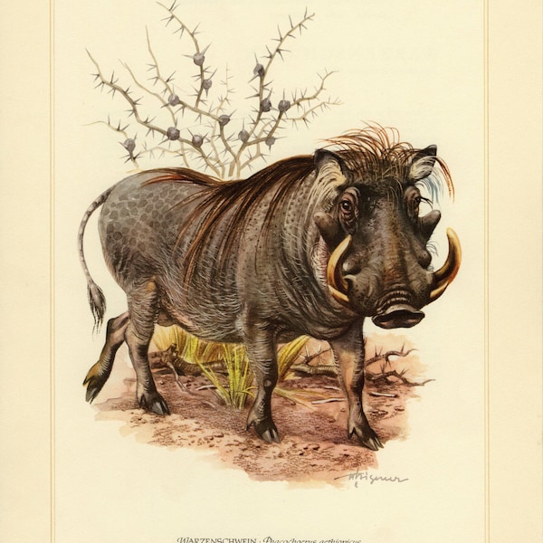 DESERT WARTHOG vintage lithograph from 1956