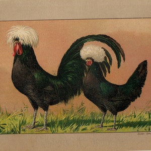POLLO HOLANDÉS Litografía vintage de pollo de 1899