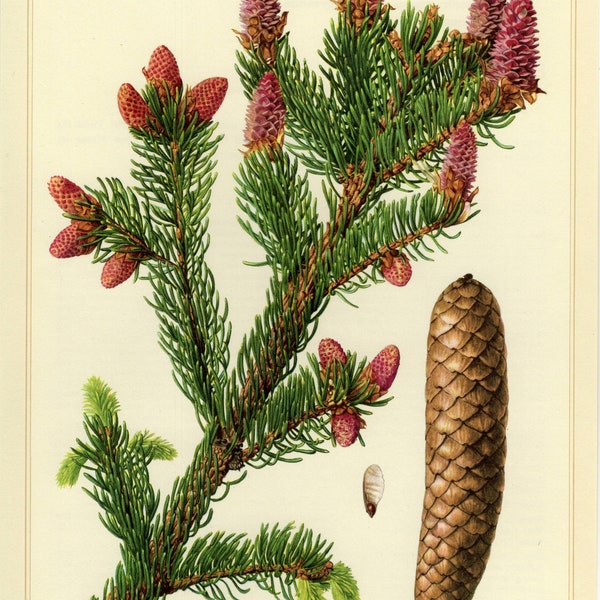 NORWAY SPRUCE PRINT Vintage lithograph from 1958