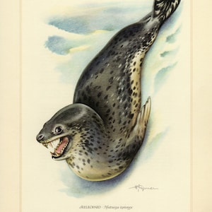 May include: A vintage illustration of a leopard seal, Hydrurga leptonyx, showcasing its spotted coat and open mouth with visible teeth. The artwork is set against a pale background with blue and white accents, framed by a cream border. The text reads 'SEELEOPARD - Hydrurga leptonyx'.