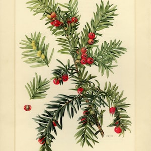 ENGLISH YEW Vintage lithograph from 1958