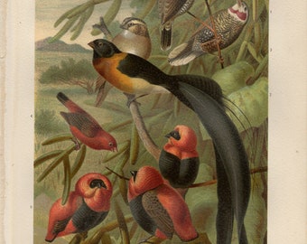 WEAVER PASSERINE BIRD Print Antique lithograph from 1891