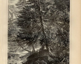 LARCH TREE PRINT Engraving from 1906