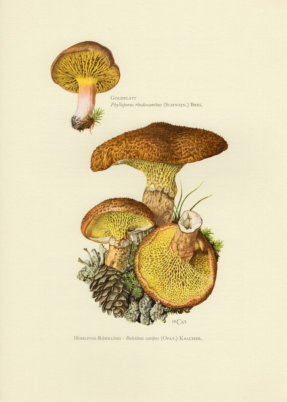 GILLED BOLETE and HOLLOW bolete vintage lithograph from 1963 | Etsy