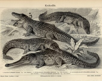 CROCODILE CAIMAN GAVIAL engraving from 1907