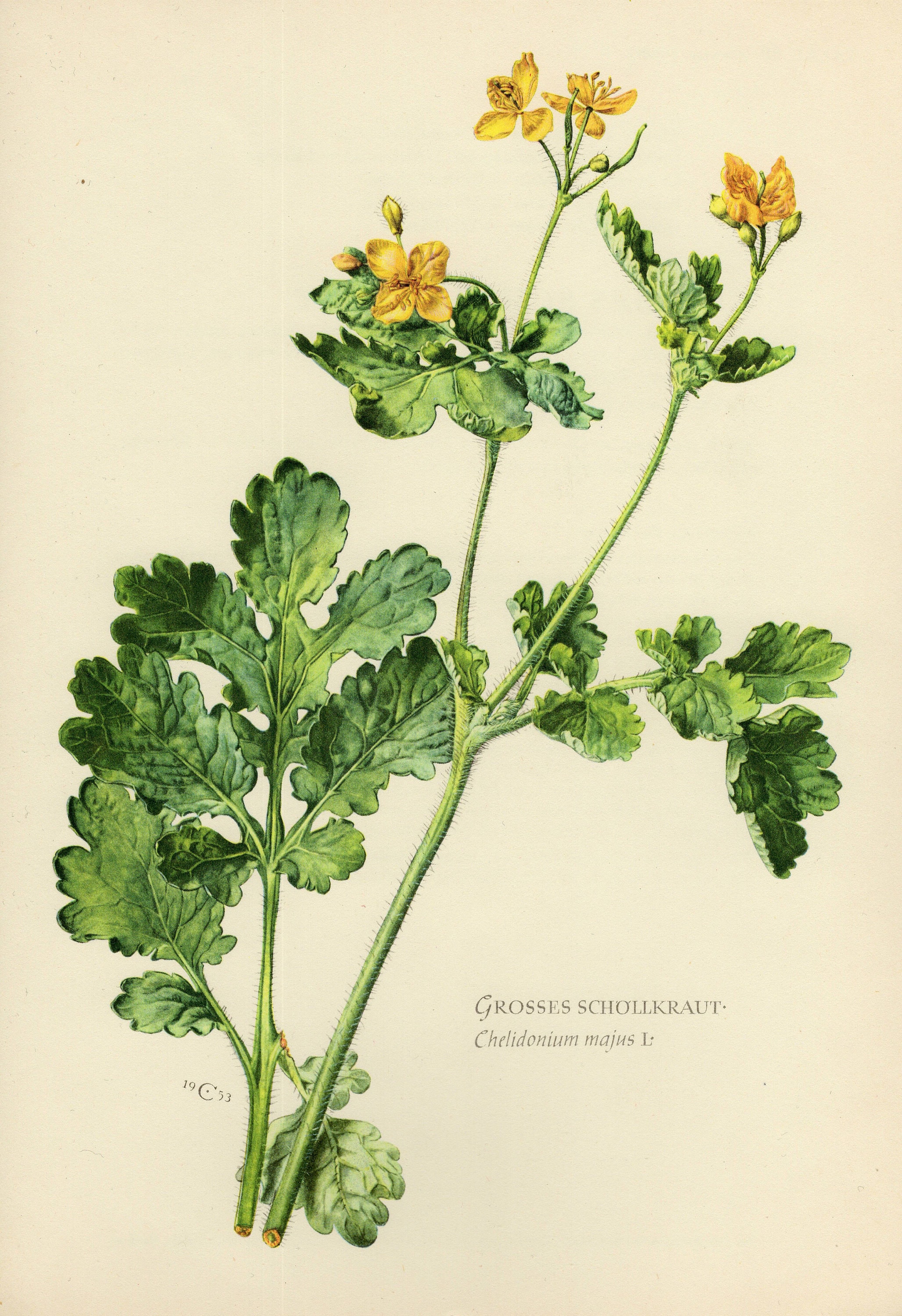 Чистотел большой рисунок