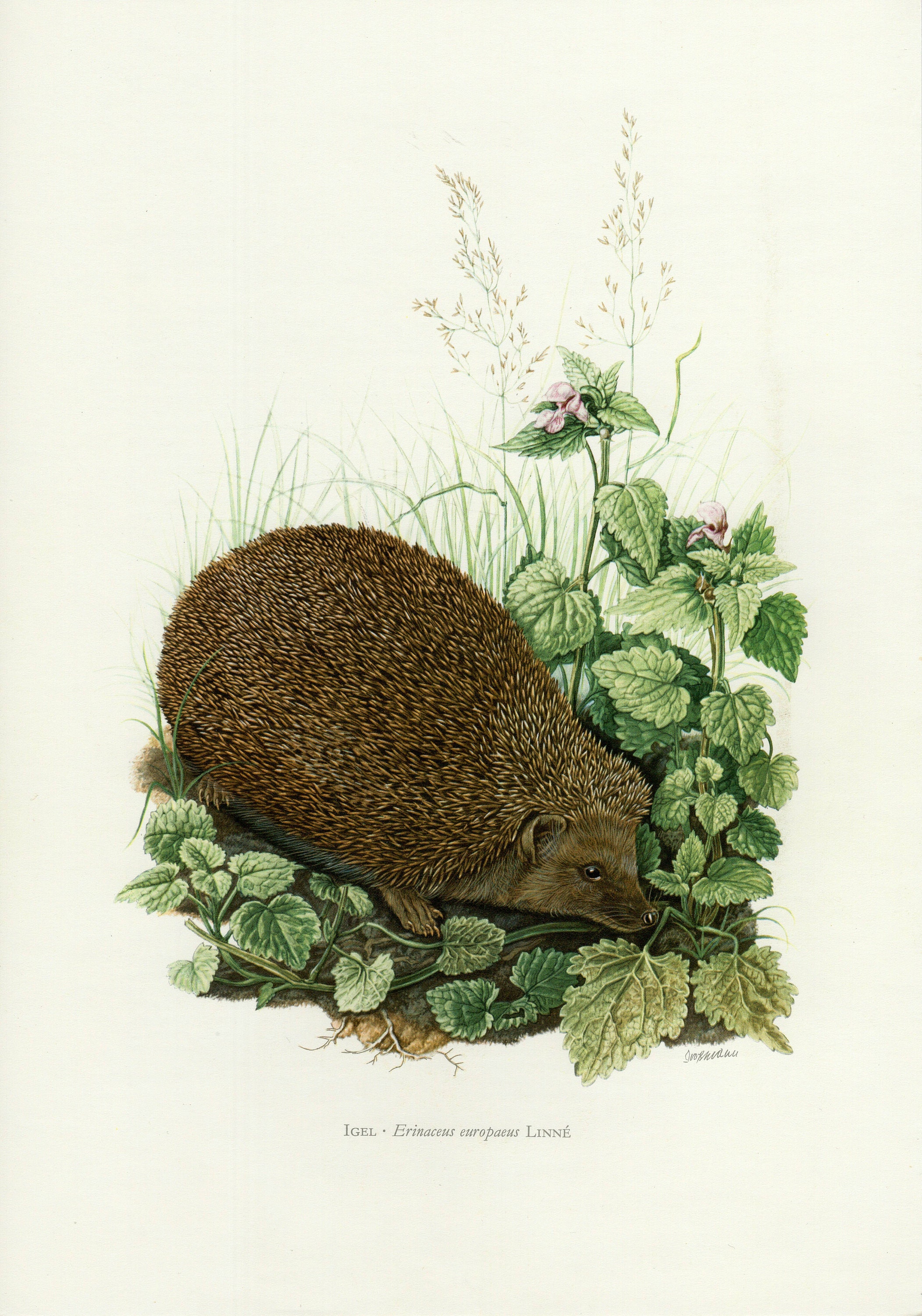 HEDGEHOG PRINT vintage lithograph from 1974