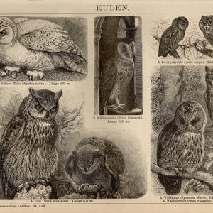 フクロウの版画 1893年の彫刻 - Etsy 日本