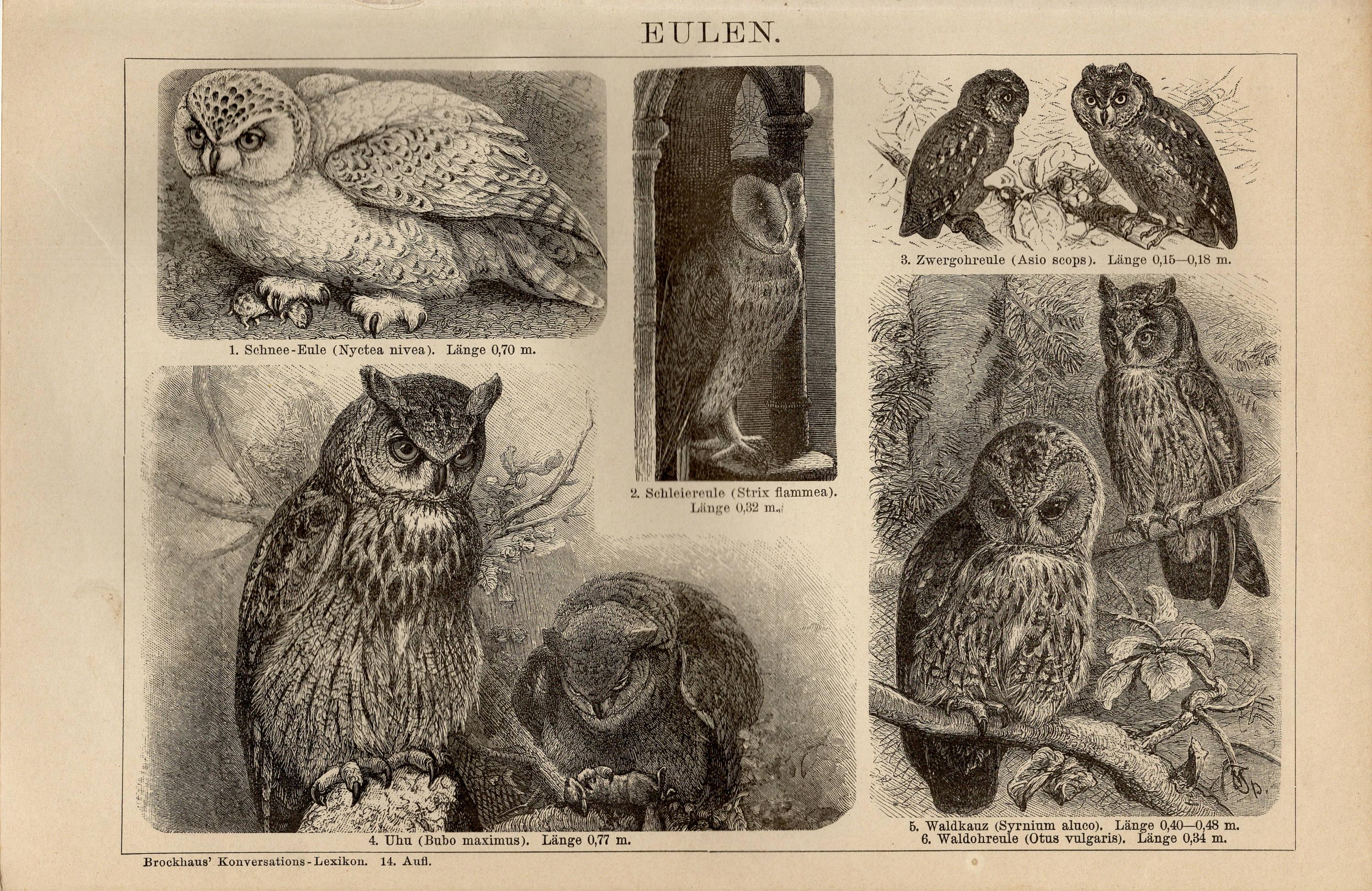 フクロウの版画 1893年の彫刻 - Etsy 日本