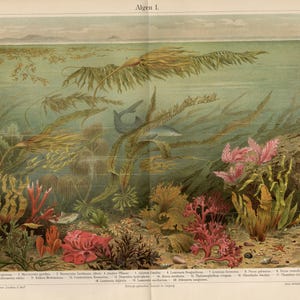 May include: A detailed vintage illustration of marine plants, including seaweed and coral, in a range of colours from green to red. A fish swims in the background. The title "Algen I." is at the top.