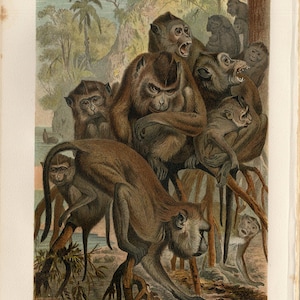 May include: An antique print depicting a group of brown monkeys in a natural environment. Some monkeys have open mouths. The word "MAKAK" is printed at the bottom. The monkeys are on branches.