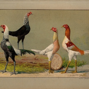 Litografía vintage de 1899 de POLLO BANTAM DE CAZA