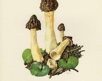 Vintage lithograph of semifree morel or morchella semilibera from 1962