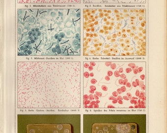 BACTERIA GERM BIOLOGY Antique Lithograph from 1895