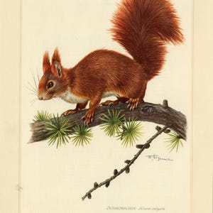 Puede incluir: Ilustración vintage de una ardilla roja posada en una rama de árbol con agujas verdes y una ramita de capullos. La ardilla tiene una cola tupida y mira hacia la izquierda. La obra de arte está firmada e incluye el texto "EICHHORNCHEN: Sciurus vulgaris".