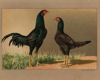 CORNISH INDIAN GAME Chicken Vintage Lithograph from 1899