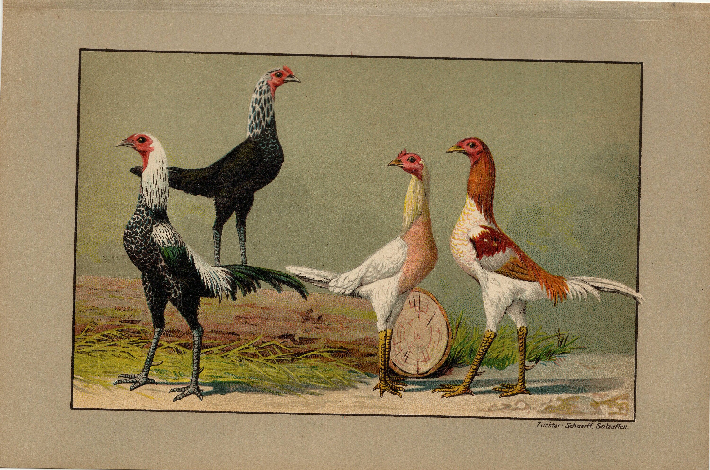 Game Bantams - Etsy