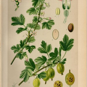 GOOSEBERRY PRINT Vintage lithograph from 1894