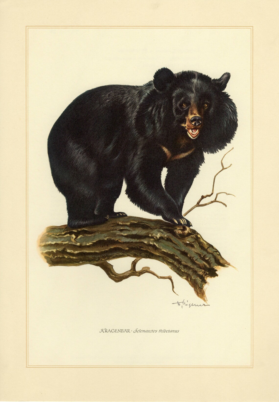 ASIAN BLACK BEAR vintage lithograph from 1956 image 0
