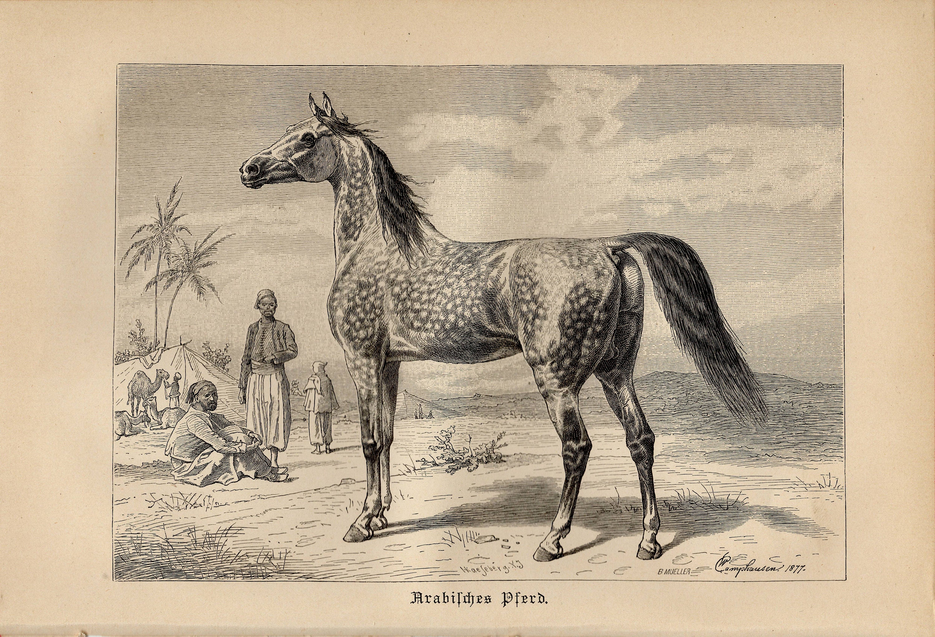 ARABIAN HORSE PRINT Antique engraving from 1891