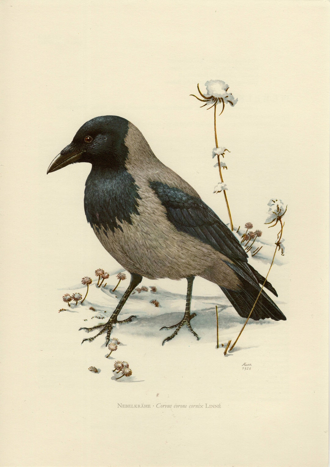HOODED CROW BIRD Vintage Lithograph From 1956 Etsy