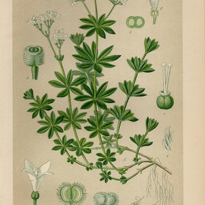 SWEETSCENTED BEDSTRAW WOODRUFF Print Vintage lithograph from 1894