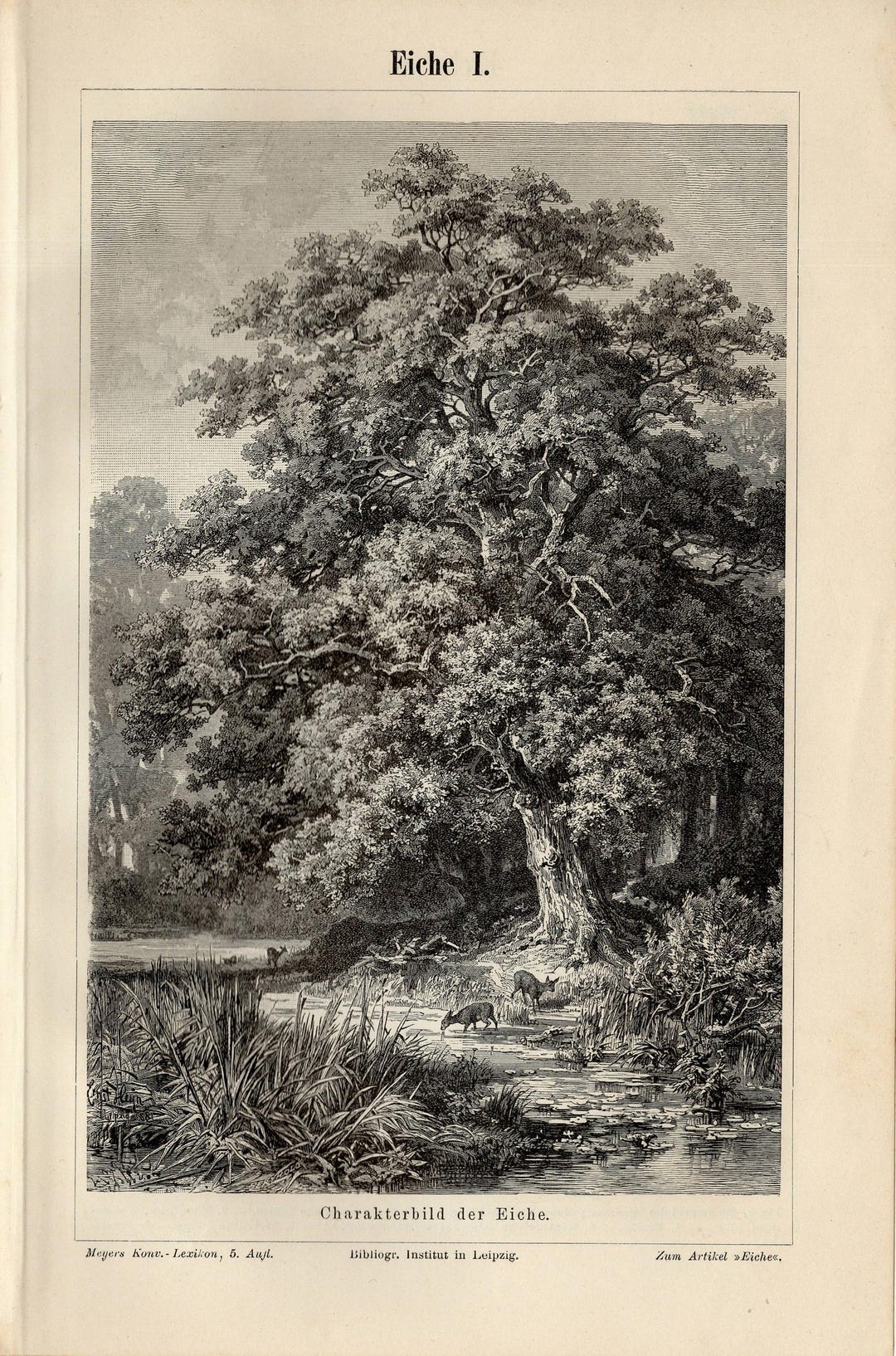 Engravings In Trees OAK TREE Set of 2 Antique Engravings From 1897 - Etsy