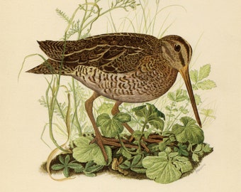 GREAT SNIPE BIRD Vintage lithograph from 1953