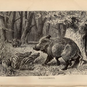 WILD BOAR Print Antique engraving from 1891