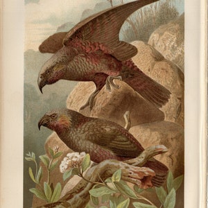 NESTOR PARROT BIRD Print Antique lithograph from 1891