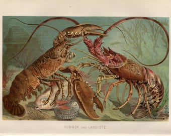 STAMPA DI ARAGOSTA litografia antica del 1893