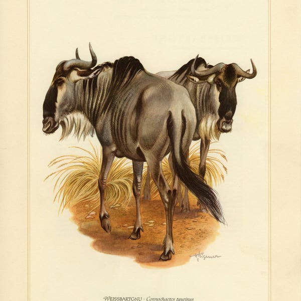 BLUE WILDEBEEST vintage lithograph from 1956