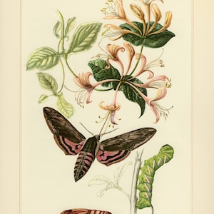 Puede incluir: Ilustración botánica de una polilla, una oruga y una crisálida con flores de madreselva. La polilla tiene marcas marrones y rosas. La oruga es verde y blanca. La crisálida es marrón. Las flores son rosas y amarillas.