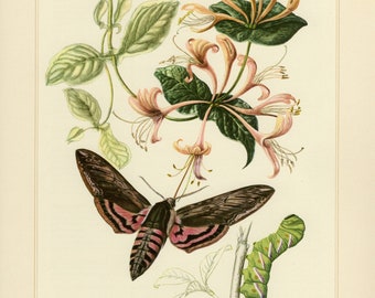 Stampa di falena ligustro, litografia vintage del 1956