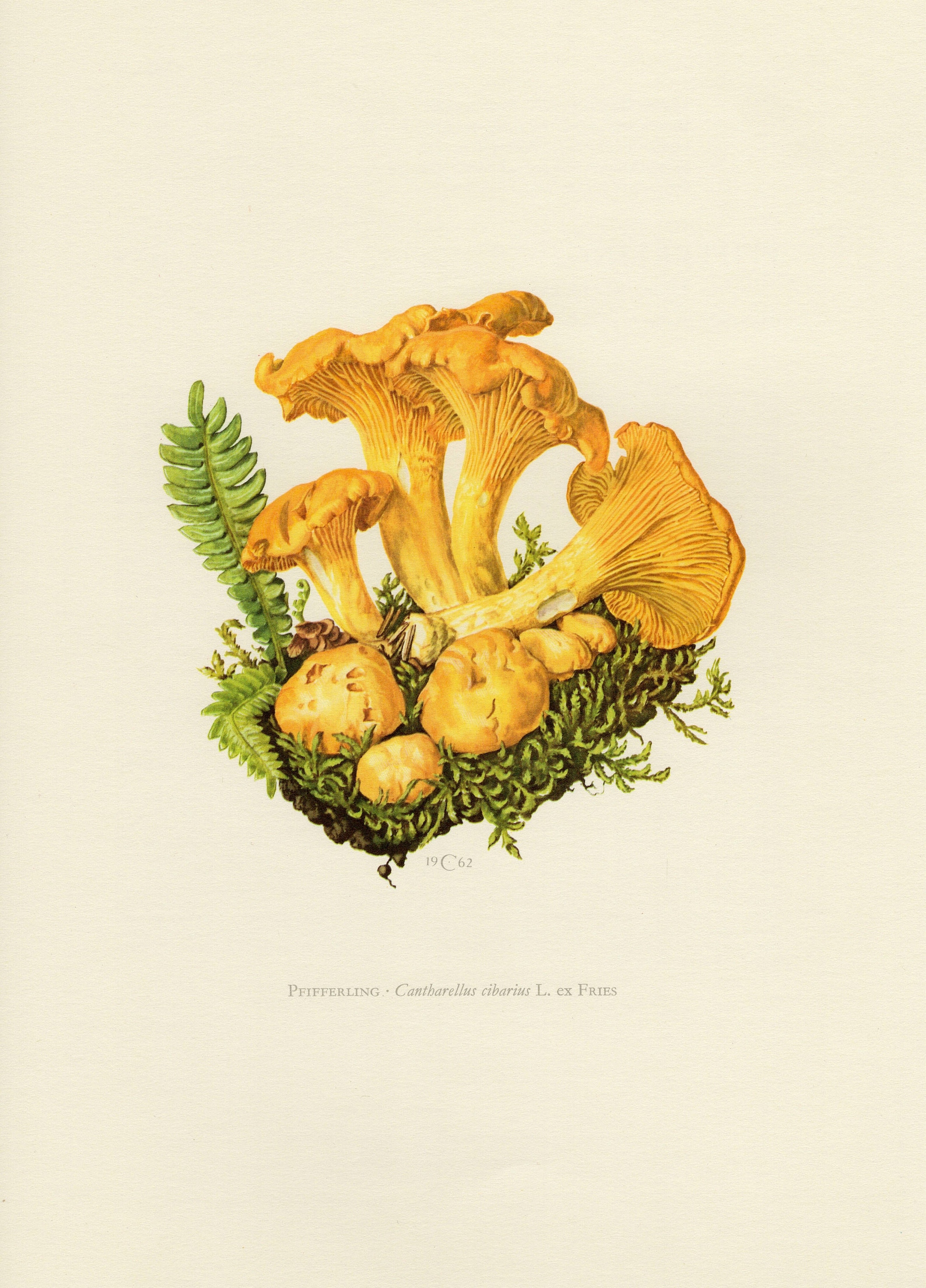 GOLDEN CHANTERELLE MUSHROOM Vintage Lithograph From 1962 Etsy