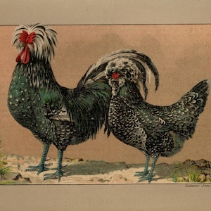 CHICKEN HOUDAN Chicken Vintage Lithograph from 1899