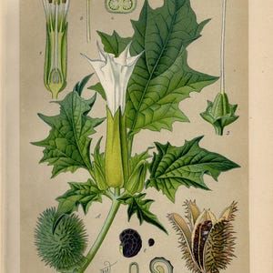 May include: A vintage botanical illustration of Datura stramonium, showing the plant's various components. The image includes a white flower, green leaves, seed pods, and cross-sections, with German text.