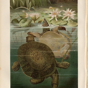 May include: An antique illustration of turtles in a pond with lily pads and flowers. The turtles are depicted in detail, with one submerged and the other partially visible. The water is a mix of green and blue, with the text "WEICHSCHILDKRÖTE" at the bottom.