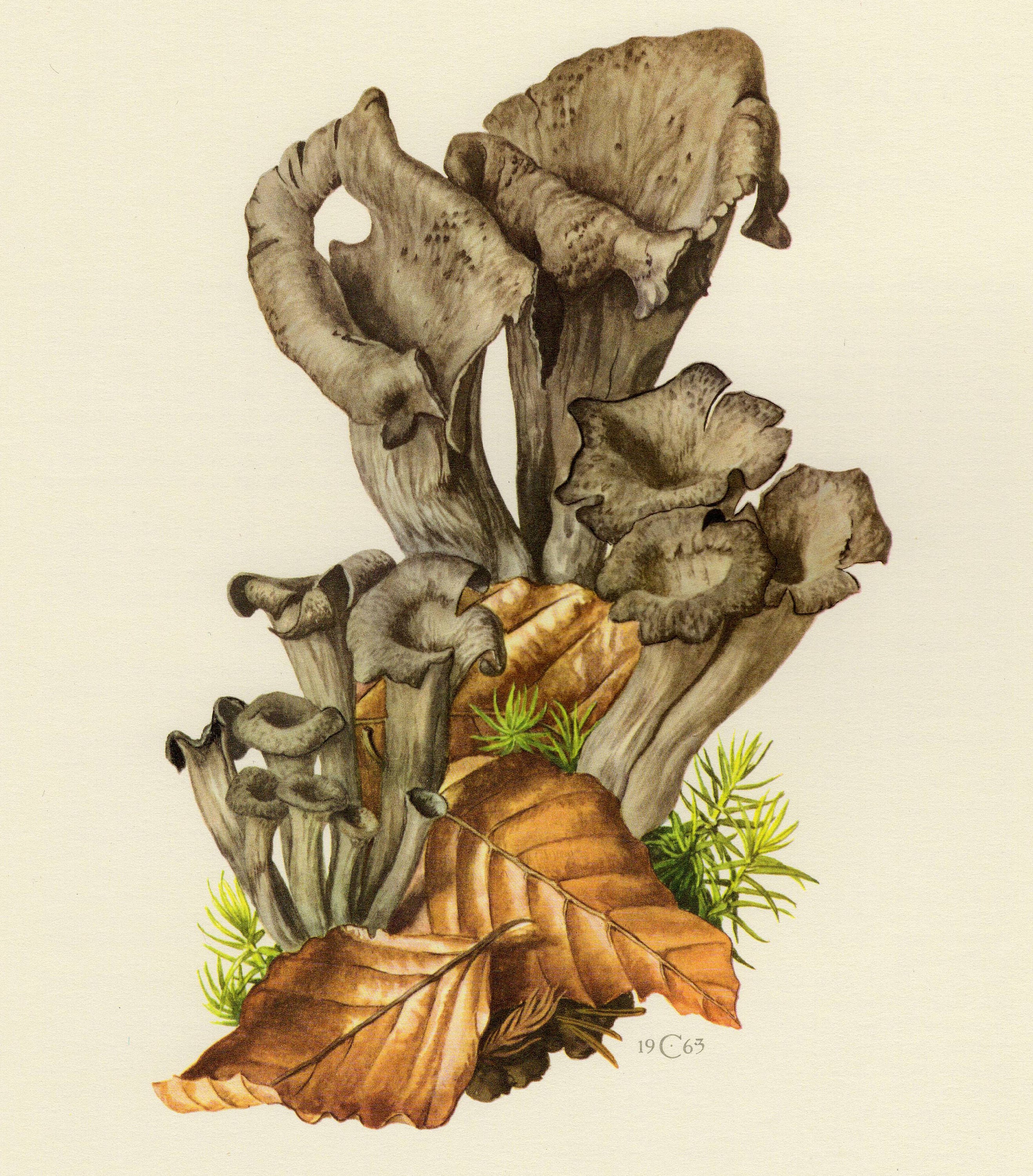 死者のトランペット、豊穣の角笛 1963年のヴィンテージリトグラフ