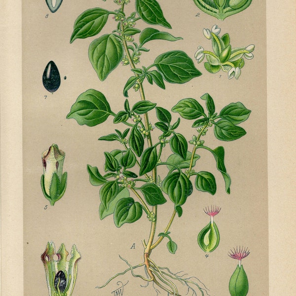 PELLITORY ASTHMA WEED Print Vintage lithograph from 1894