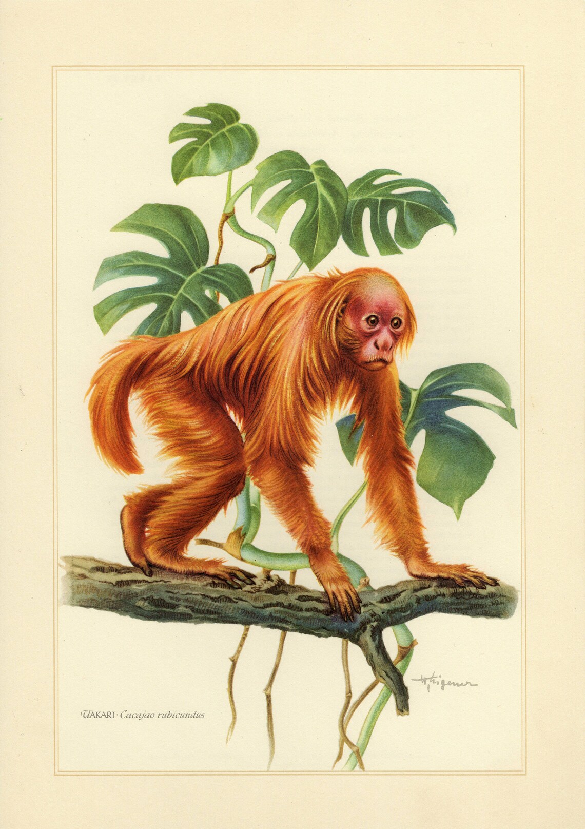 BALD UAKARI vintage lithograph from 1956 image 0