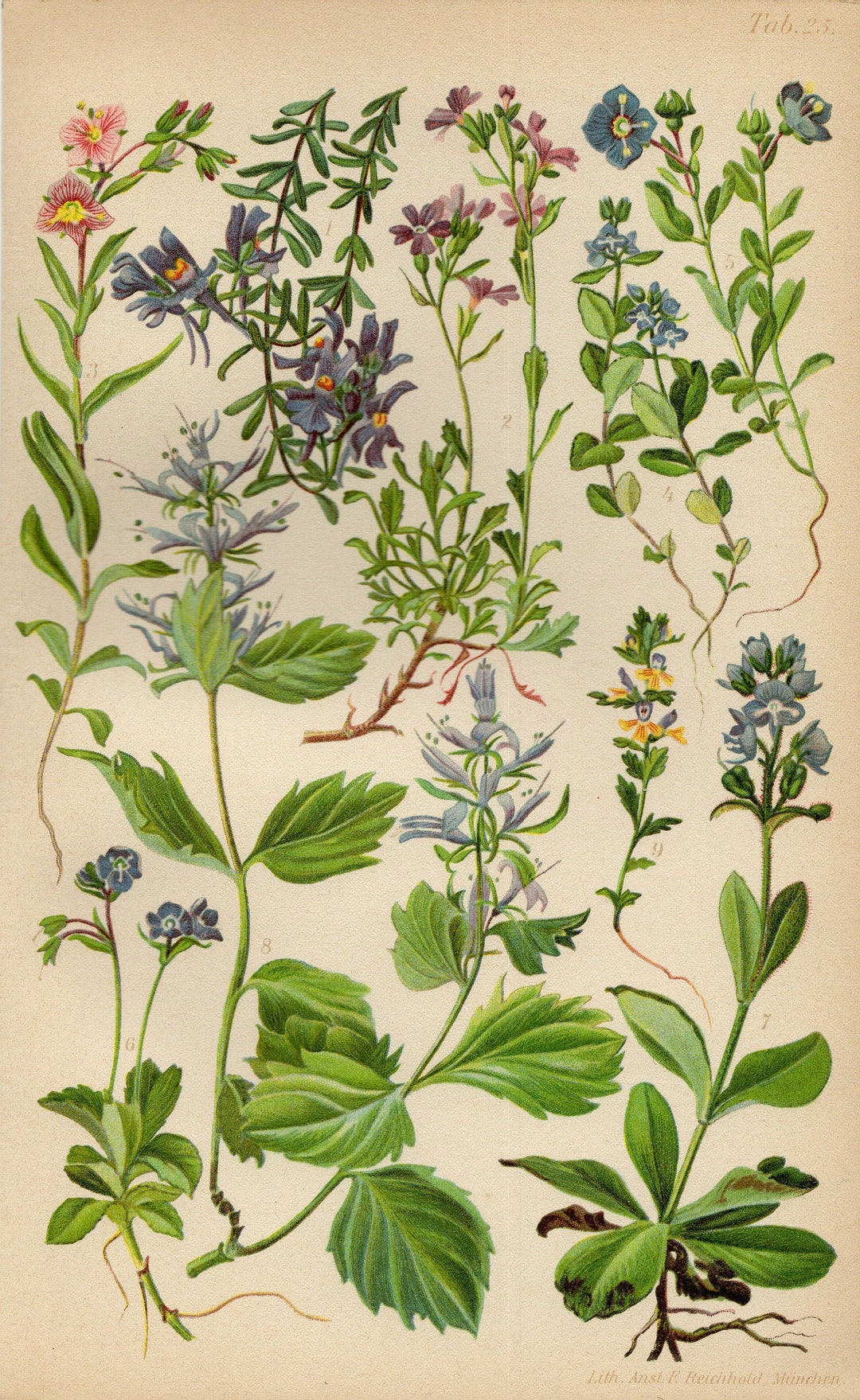 TOADFLAX SPEEDWELL FOXGLOVE Gypsyweed Vintage Lithograph From - Etsy