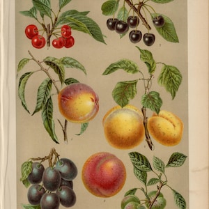 May include: A detailed vintage botanical illustration showcasing different stone fruits such as cherries, peaches, plums, and apricots. The image includes the German word "STEINOBST" at the top, and detailed depictions of the fruits and their leaves.