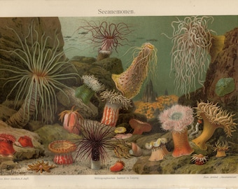 LÁMINA DE ANÉMONA MARINA. Litografía antigua de 1907.