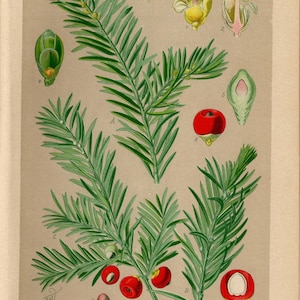 ENGELSE YEW BOOM Print vintage lithografie uit 1894