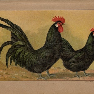 May include: An antique illustration of two black chickens. The rooster on the left has a long, curved tail and a red comb. The hen on the right has a smaller comb. Both birds have black feathers and stand on a tan background.